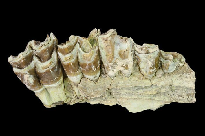 Oreodont (Merycoidodon) Jaw Section - South Dakota #136030
